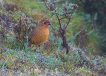 O'Neill's Antpitta