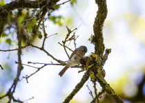 Oak Titmouse