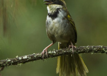 Oaxaca Sparrow