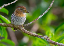 Obama's Royal Flycatcher