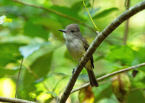 Ober's Flycatcher