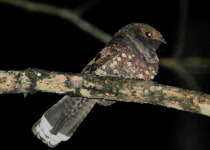 Ocellated Poorwill