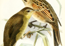 Ochotsk bush warbler