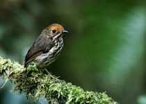 Ochraceous Antpitta
