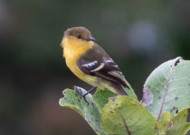 Ochraceous-breasted Flycatcher