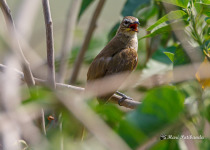 Ochraceous Bulbul
