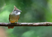 Ochraceous Bulbul