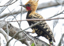 Ochraceous Woodpecker