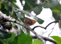Ochraceous Wren