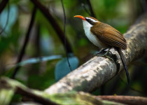 Ochraceous wren-babbler
