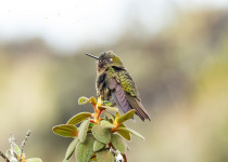 Ochre-breasted Puffleg