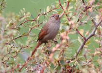 Ochre-cheeked Spinetail
