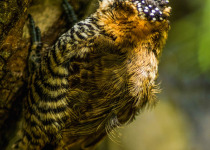 Ochre-collared Piculet