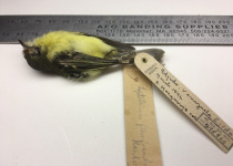 Ochre-faced Tody-Flycatcher