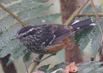 Ochre-rumped Antbird