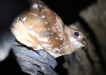 Oilbird