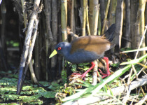 Olivaceous Crake