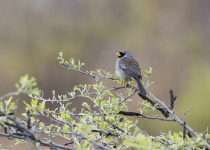 Olivaceous Incaspiza