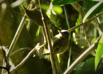 Olivaceous Piculet