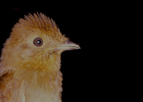 Olivaceous Schiffornis