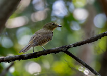 Olivaceous Schiffornis