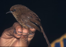 Olivaceous Thornbill