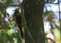 Olivaceous Woodcreeper