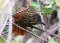 Olivaceous Woodcreeper