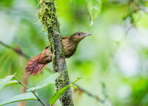 Olivaceous Woodcreeper