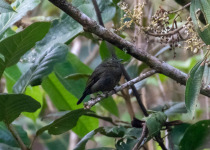 Olive-backed Foliage-gleaner