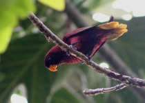 Olive-backed or Red-flanked Lorikeet