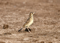 Olive-backed Pipit