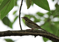 Olive-backed Pipit