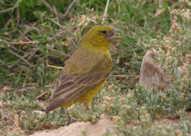 Olive-backed Siskin