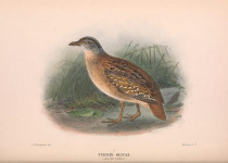 Olive buttonquail