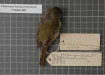 Olive-chested Flycatcher