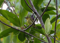 Olive-faced Flatbill