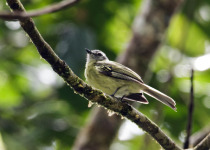 Olive-faced Tody-Flycatcher