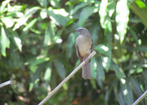 Olive Finch