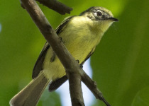 Olive-green Tyrannulet