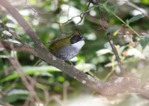 Olive-headed Brush Finch