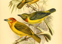 Olive-headed Weaver