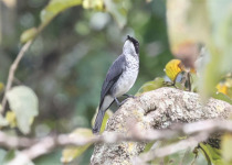 Olive-sided Flycatcher