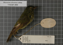 Olive-striped Flycatcher