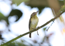 Olive-striped Flycatcher