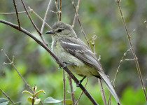 Olive-striped Flycatcher