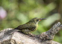 Olive Sunbird
