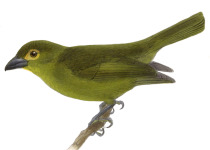 Olive Tanager