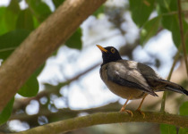 Olive Thrush