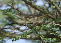 Olive-tree Warbler